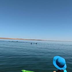 Dolphins came to check us out