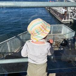 Im Hafen von Kapstadt gab es dann doch noch Robben.