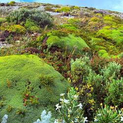 Interessante Flora und Fauna