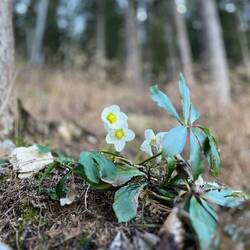 ..auch ein paar mutige Schneerosen entdecken.
