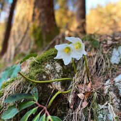 ..latschen wir die Forststraße empor und erhaschen dabei einen Blick auf Schneerosen und..