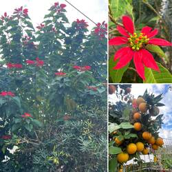 ..was hier so alles über die Gartenzäune ragt 🍊🍋🌸