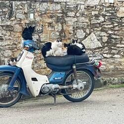 ..dieses Foto gäbe ein gutes Rätsel-Bild. Wieviele Miezen🐈‍⬛wollen Moped fahren?🤔