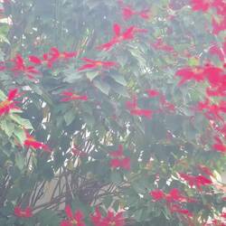 ..ein riesiger Weihnachtsstern