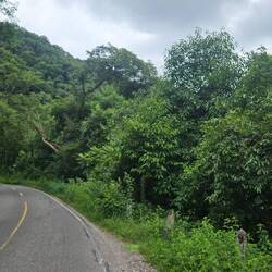 Die gebirgige Waldstraße