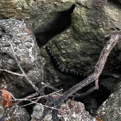 Der Biss dieser Schlange ist in 10 sec. tödlich.