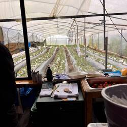 Erdbeeren auf 2000 m