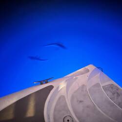 Wir sind von Haien umzingelt🦈 😅