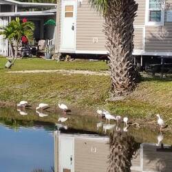 Ibisse beim Frühstück