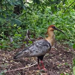 ein Schwarzzügelibis