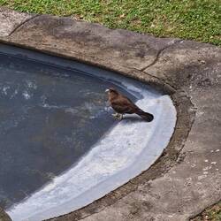 ein Chimangokarakara, eine Falkenart