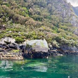 De zeehonden (misschien even inzoomen)