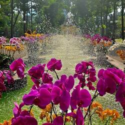 Orchids in Tao Dan Park