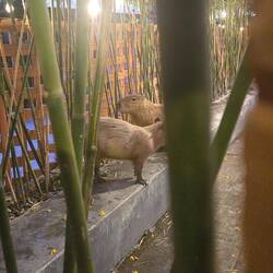 Capybaras at the Kapi Cafe