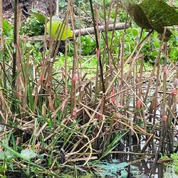 Des œufs d'escargots d'eau partout 🤪