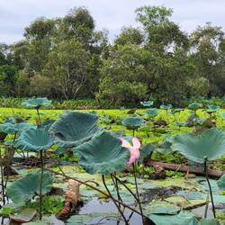 Forêt à perte de vue 😍