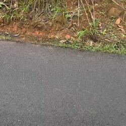 Rouge Coati ... a relative to the raccoon.