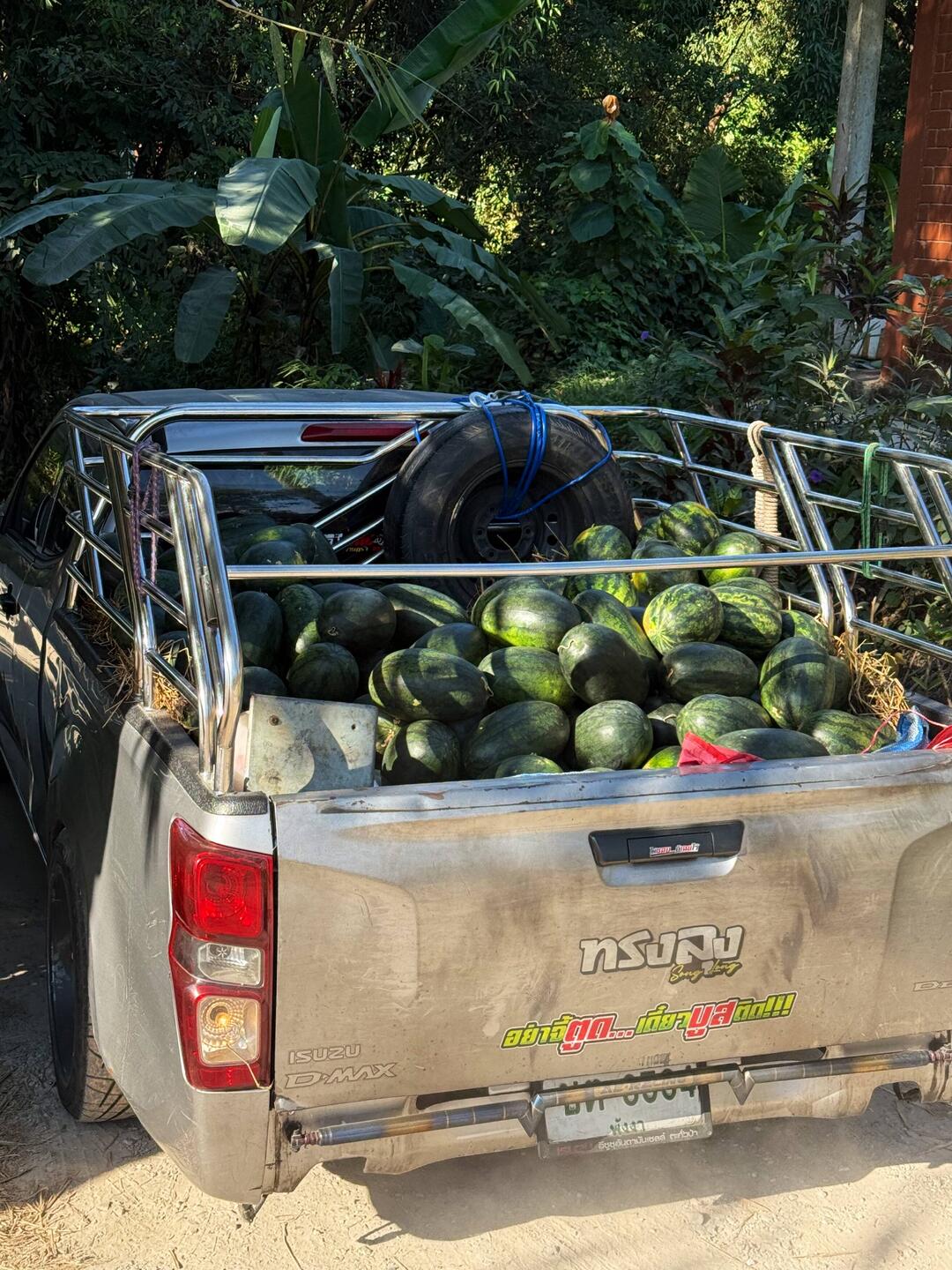 Wassermelonen Lieferung in Khao Sok