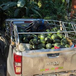 Wassermelonen Lieferung in Khao Sok