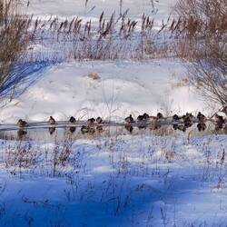 Die Enten sonnen sich auf der anderen Seite