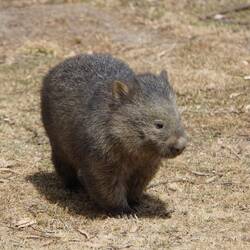 Wombat