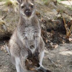 Wallaby and Joey