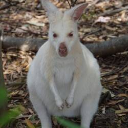 White wallaby