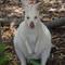 White wallaby