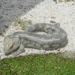 Blue tongue lizard
