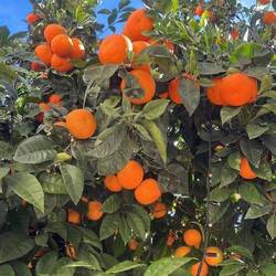 ... die wünsch ich mir hier her 🍊🍊🍊🍊🍊