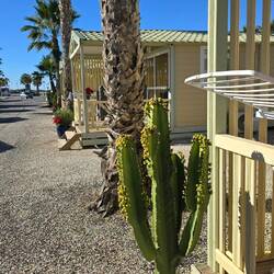 ... ein kleiner ... großer Kaktus 🌵