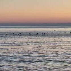 ... die weißen Tauben ziehen weiter 🎶🎶🎶