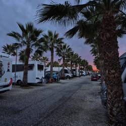 ... die Palmen 🌴 🌴 🌴 Blätter Spitzen funkeln wie Feuer 🔥