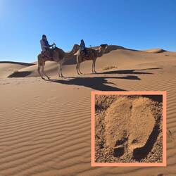 Hufabdruck vom Dromedar...