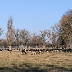 Damwildgehege Wölkau