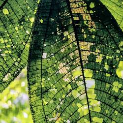 Das Werk der Blattschneideameisen