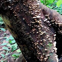 Auf dem Weg zum Bach