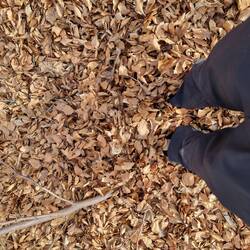 So viel Laub, da verschwindet d'Schüeli grad.