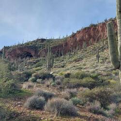 Jede Menge Saguaros Kakteen.