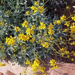 Blühen auch im Dezember.