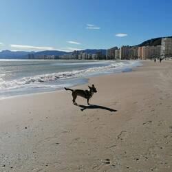 Hundeleben im Januar