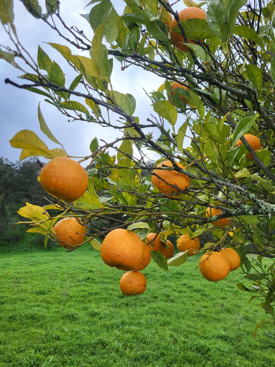 Mandarinenbäume säumen den Weg.
