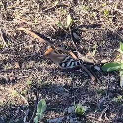 Seltener Anblick: Wiedehopf, zwischen Straße und Promenade. 🙋‍♂️🐕‍🦺🙋‍♀️