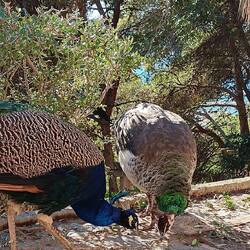 Da laufen viele herum hier