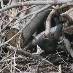 Black-throated Huet-Huet
