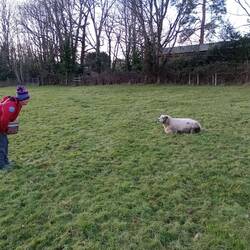 The sheep didn't seem bothered that we were passing through their paddock