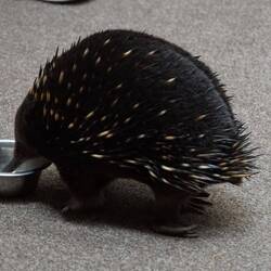 Echidna