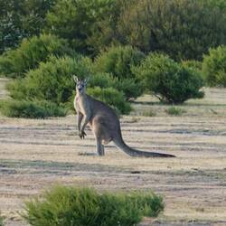 Forester kangaroo