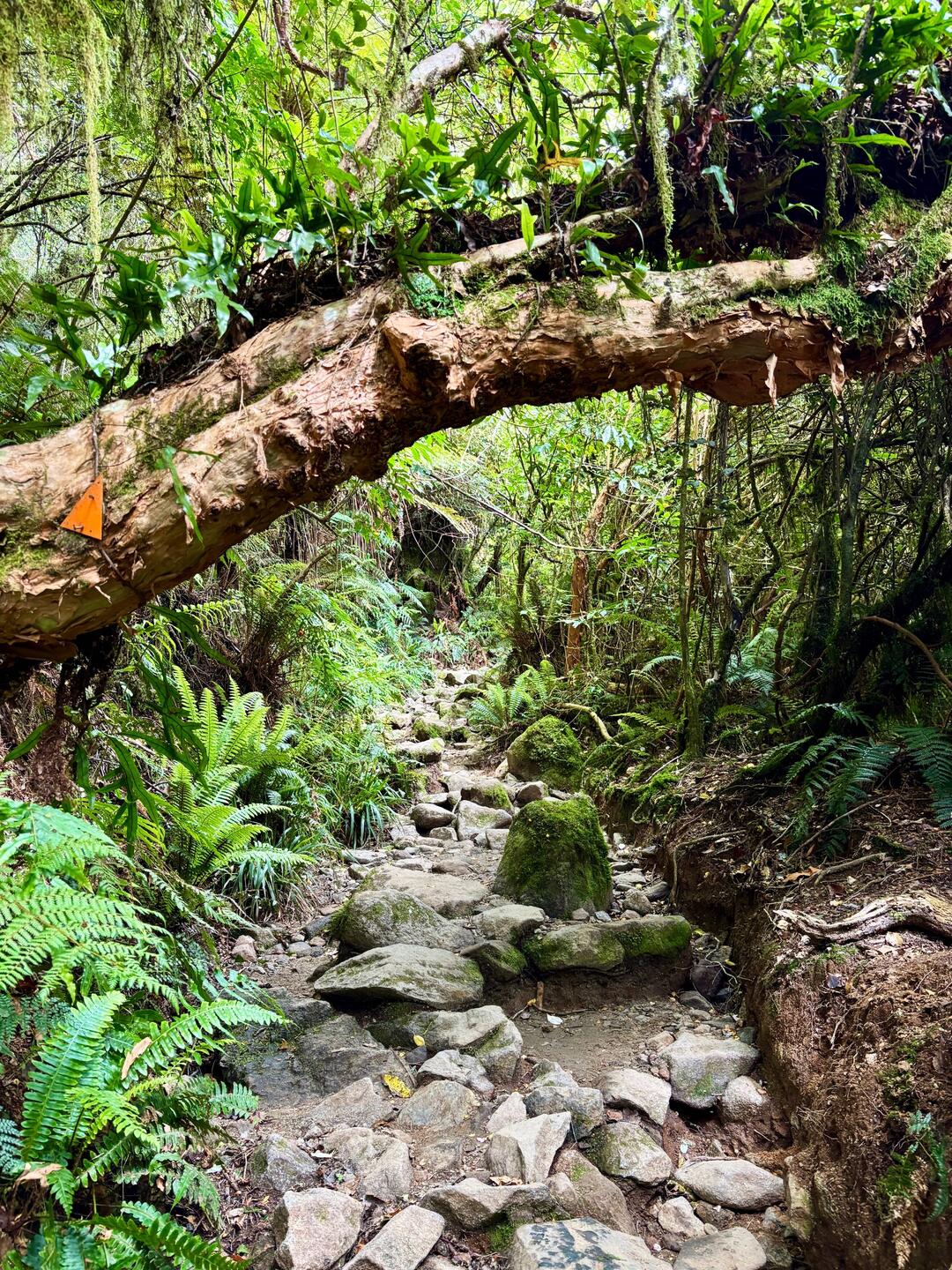 Het pad naar Lake Marian