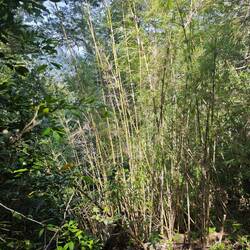 Bambus überall, sehr beeindruckend